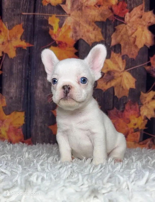 Zona – French Bulldog puppy for sale in Queen Creek, AZ