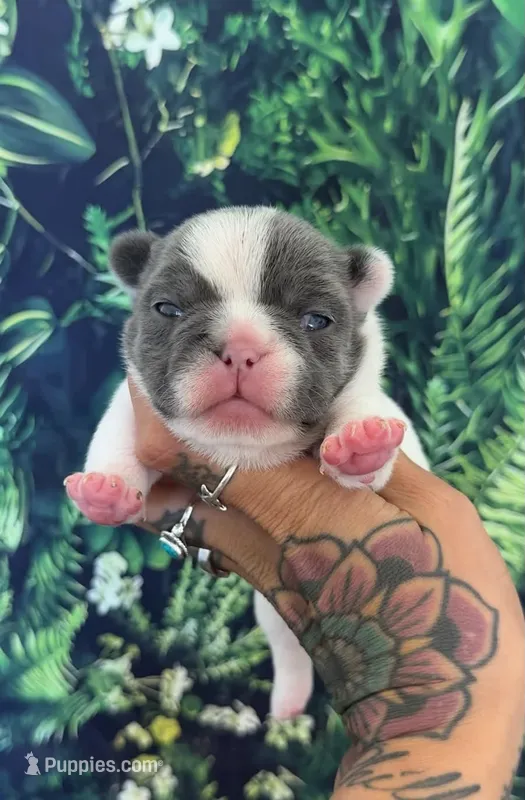 Zeva – French Bulldog puppy for sale in Queen Creek, AZ