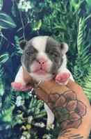Zeva, a female French Bulldog for sale in Queen Creek, AZ – 1 of 4