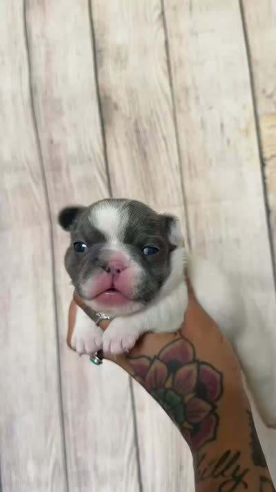 Zeva, a female French Bulldog for sale in Queen Creek, AZ – 10 of 10