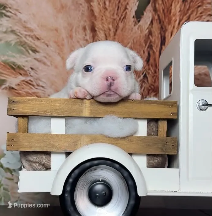 Zona – French Bulldog puppy for sale in Queen Creek, AZ