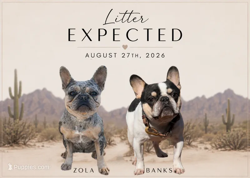Litter Coming Soon! – French Bulldog puppy for sale in Queen Creek, AZ
