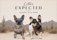 Litter Coming Soon!, a  French Bulldog for sale in Queen Creek, AZ – 1 of 1