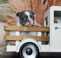 Zeva, a female French Bulldog for sale in Queen Creek, AZ – 6 of 10