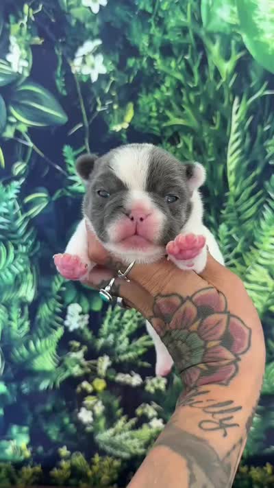 Zeva, a female French Bulldog for sale in Queen Creek, AZ – 4 of 4