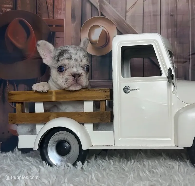 Yolo – French Bulldog puppy for sale in Queen Creek, AZ