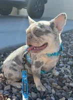 Winter, a female French Bulldog for sale in Queen Creek, AZ – 6 of 6