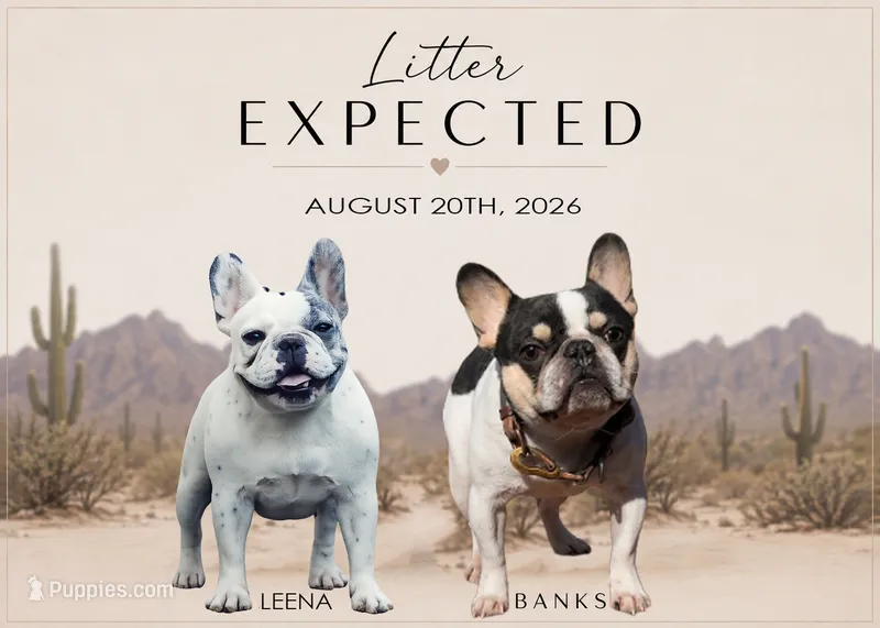Litter Coming Soon! – French Bulldog puppy for sale in Queen Creek, AZ