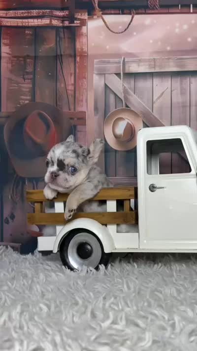 Yuki, a female French Bulldog for sale in Queen Creek, AZ – 4 of 4