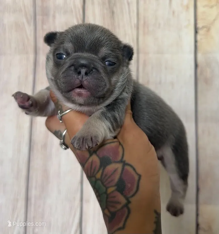 Atlas – French Bulldog puppy for sale in Queen Creek, AZ