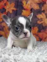Zeva, a female French Bulldog for sale in Queen Creek, AZ – 3 of 10