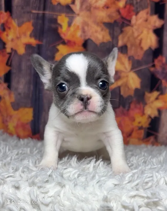 Zeva – French Bulldog puppy for sale in Queen Creek, AZ