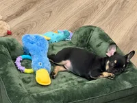 Winston, a male French Bulldog for sale in Queen Creek, AZ – 5 of 5