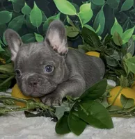 Cupid, a male French Bulldog for sale in Queen Creek, AZ – Photo 10 of 10