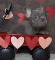 Cupid, a male French Bulldog for sale in Queen Creek, AZ – Photo 2 of 10