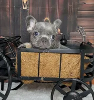 Cupid, a male French Bulldog for sale in Queen Creek, AZ – Photo 6 of 10