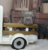 Cupid, a male French Bulldog for sale in Queen Creek, AZ – Photo 9 of 10