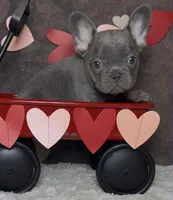 Cupid, a male French Bulldog for sale in Queen Creek, AZ – Photo 1 of 10