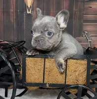 Cupid, a male French Bulldog for sale in Queen Creek, AZ – Photo 7 of 10