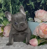 Cupid, a male French Bulldog for sale in Queen Creek, AZ – Photo 4 of 10