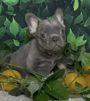 Cupid, a male French Bulldog for sale in Queen Creek, AZ – Photo 3 of 10