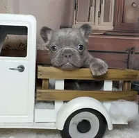 Cupid, a male French Bulldog for sale in Queen Creek, AZ – Photo 8 of 10