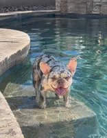 Winter, a female French Bulldog for sale in Queen Creek, AZ – 4 of 6