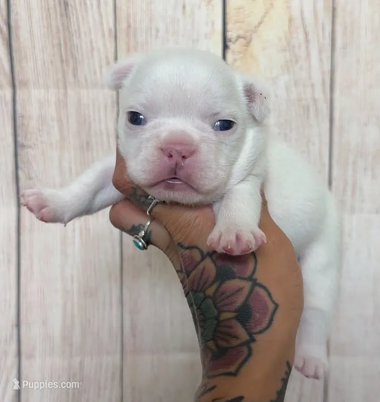 Zona – French Bulldog puppy for sale in Queen Creek, AZ