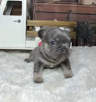 Winter, a female French Bulldog for sale in Queen Creek, AZ – Photo 9 of 10