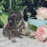 Winter, a female French Bulldog for sale in Queen Creek, AZ – Photo 6 of 10