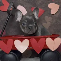 Winter, a female French Bulldog for sale in Queen Creek, AZ – Photo 1 of 10