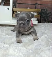 Winter, a female French Bulldog for sale in Queen Creek, AZ – Photo 10 of 10