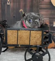 Winter, a female French Bulldog for sale in Queen Creek, AZ – Photo 8 of 10