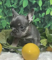 Winter, a female French Bulldog for sale in Queen Creek, AZ – Photo 4 of 10