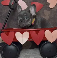 Winter, a female French Bulldog for sale in Queen Creek, AZ – Photo 2 of 10