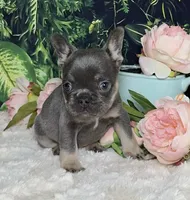 Winter, a female French Bulldog for sale in Queen Creek, AZ – Photo 5 of 10