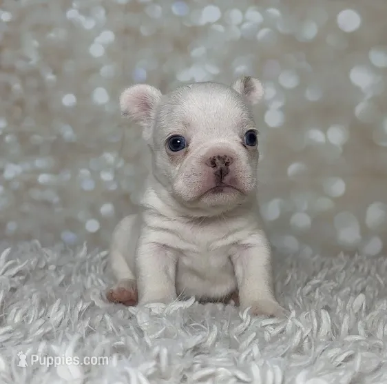 Zona – French Bulldog puppy for sale in Queen Creek, AZ
