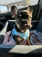 Winston, a male French Bulldog for sale in Queen Creek, AZ – 3 of 5