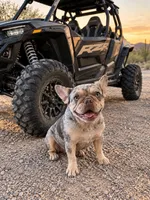 Winter, a female French Bulldog for sale in Queen Creek, AZ – 2 of 6