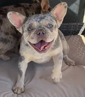 Winter, a female French Bulldog for sale in Queen Creek, AZ – 1 of 6