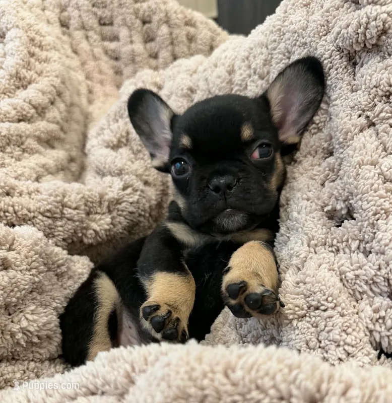 Winston – French Bulldog puppy for sale in Queen Creek, AZ