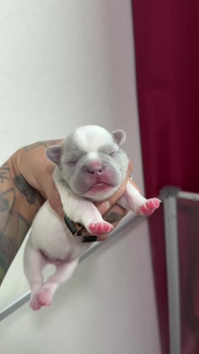 New Litter!, a female French Bulldog for sale in Queen Creek, AZ – 2 of 2
