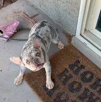 Winter, a female French Bulldog for sale in Queen Creek, AZ – 3 of 6