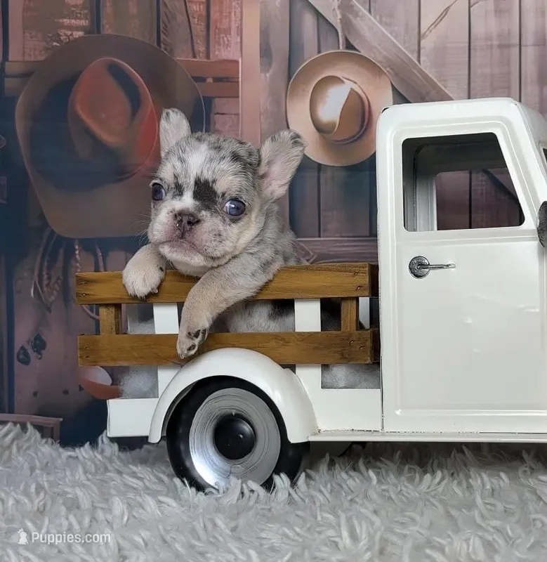 Yuki – French Bulldog puppy for sale in Queen Creek, AZ