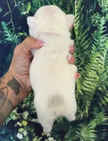 Zona, a female French Bulldog for sale in Queen Creek, AZ – 3 of 4