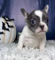 Zeva, a female French Bulldog for sale in Queen Creek, AZ – 1 of 10