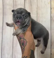 Atlas, a female French Bulldog for sale in Queen Creek, AZ – 2 of 3