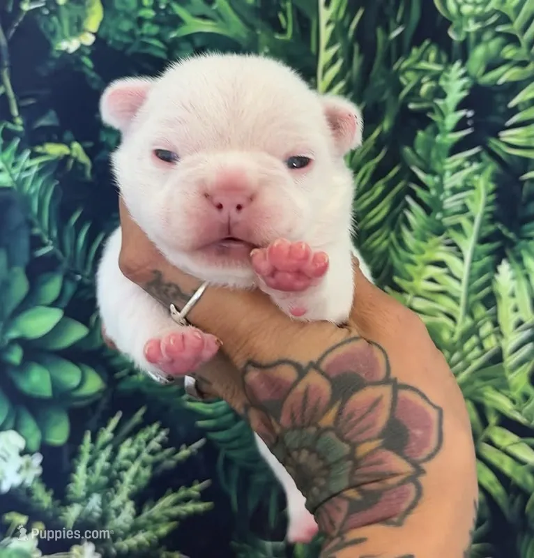 Zona – French Bulldog puppy for sale in Queen Creek, AZ