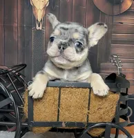 Tinsel, a female French Bulldog for sale in Queen Creek, AZ – Photo 6 of 10