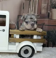 Tinsel, a female French Bulldog for sale in Queen Creek, AZ – Photo 9 of 10